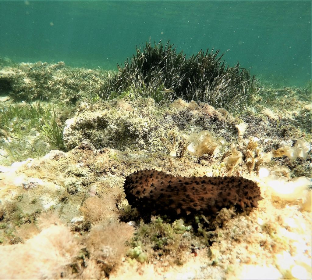 Holothuria cf. sanctori da Tunisia (Cap Bon Ouest)